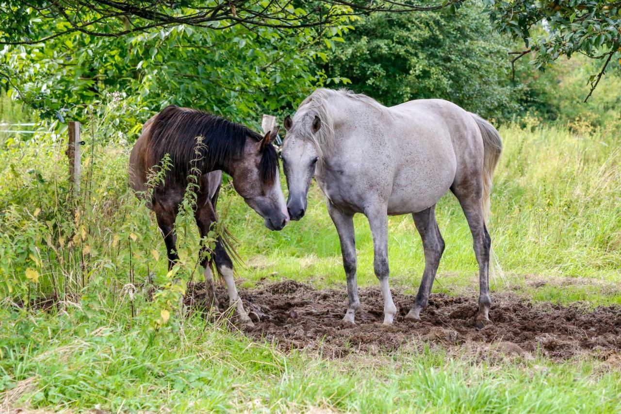 Gaestehaus White Horse Diedersen Coppenbrügge Exteriör bild